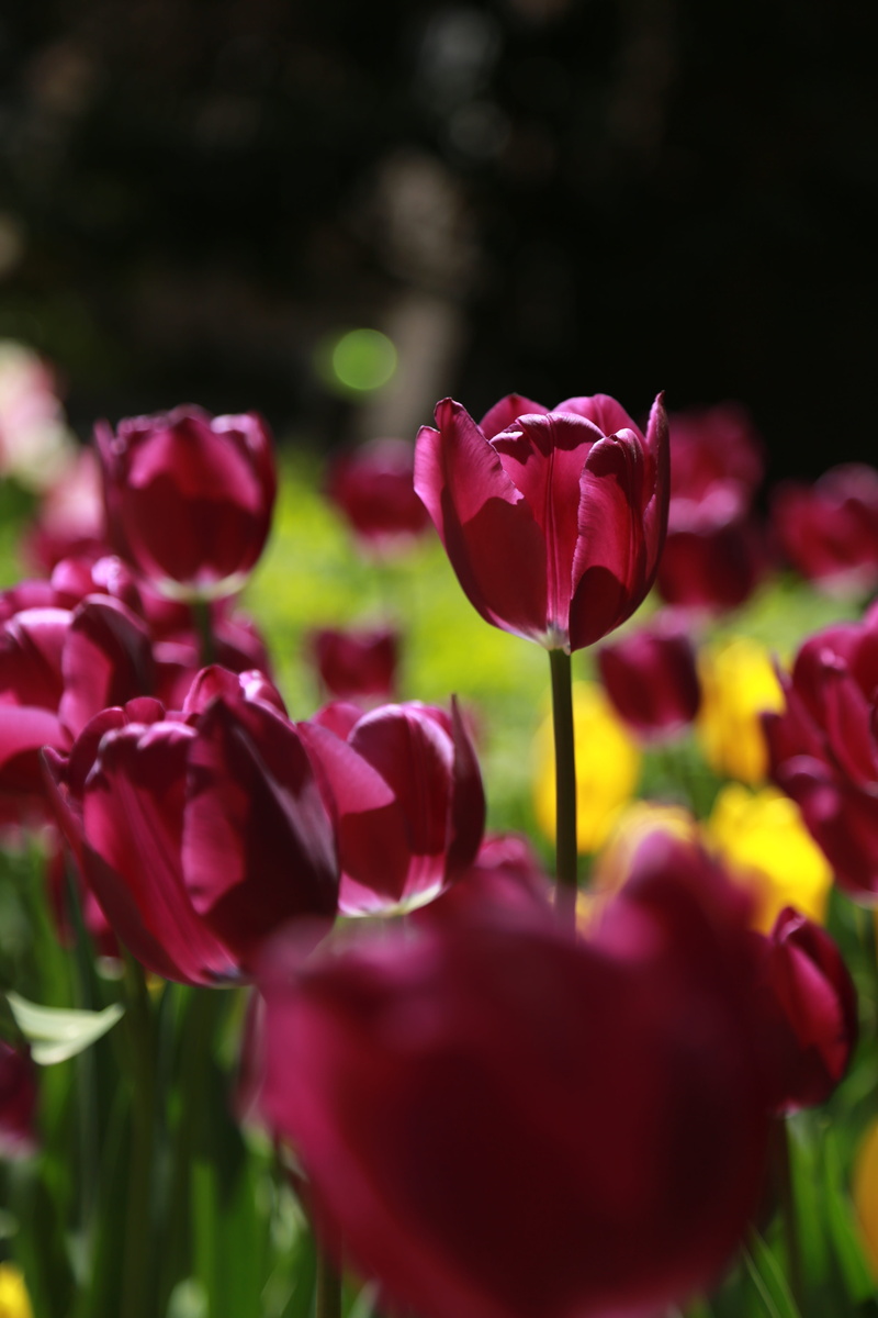 vulnerability, growth, finger, plant, spring, flowering, landscape, petal, beauty in nature, outdoors, day, bright, one person, behold, vivid, pink, see flowers
