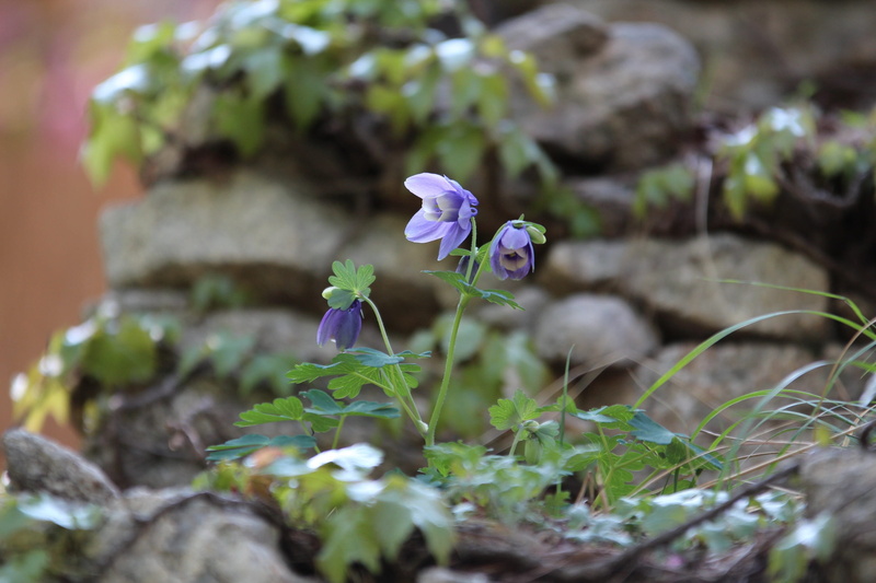 leaf, valley flowers, vulnerability, 2K, no people, close-up, selective focus, plant, purple flowers, behold, freshness, flowering plant, day, flowers