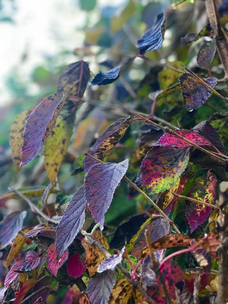 purple, growth, dry, change, outdoors, multi colored, branch, day, selective focus, 4K, the leaves, plant, behold, tree, beauty in nature, no people, focus on foreground