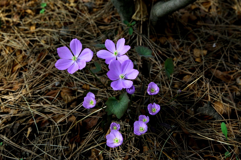 pink color, behold, wild plants, nature, inflorescence, somewhere for poker pool, flowers, fragility, petal, high angle view, plant, 5K, crocus, plants