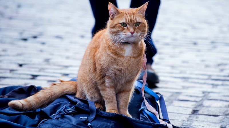 a street cat named bob, vertebrate, cat, domestic animals, feline, 1080P, mammal, looking, looking away, one animal, pets, no people, domestic, sitting
