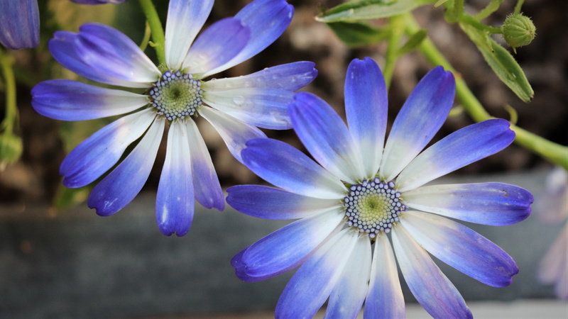 purple, flower, behold, buds, flowers, plant, beautiful, growth, blue, spring, abstract, close-up, freshness, potted plant, fragility, no people, focus on foreground