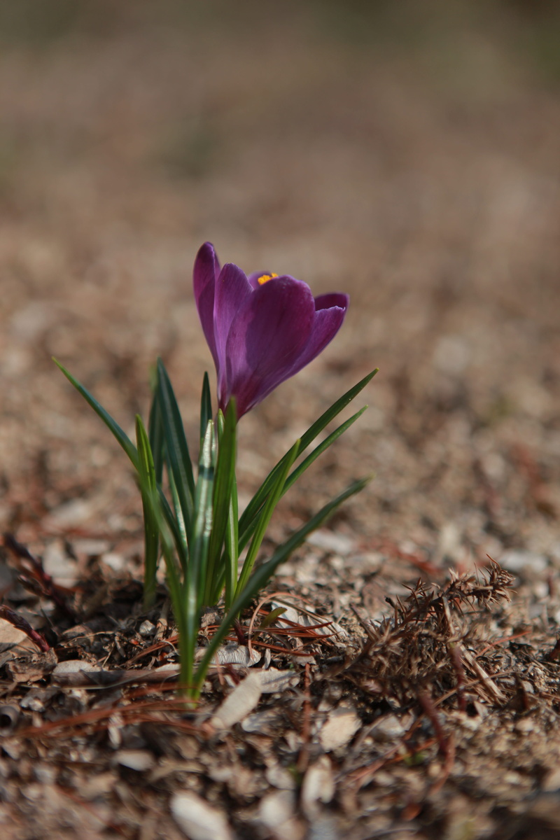 spring, crocus, day, vulnerability, flower head, fragility, plant, beauty in nature, close-up, flowers, freshness, violet, plants, purple, iris, behold