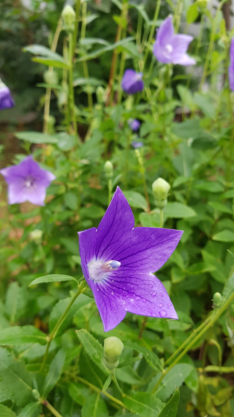plant part, close-up, purple, flower head, nature, inflorescence, iris - plant, no people, 4K, vulnerability, petal, see flowers, flower, outdoors, behold