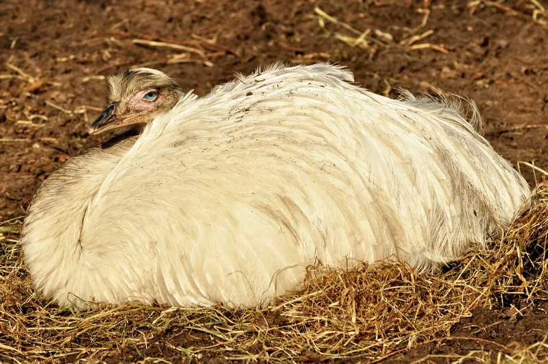 rhea americana, bird, plumage, hay, blue eye, outdoors, flightless, pets, one animal, nature, reclining, domestic animals, domestic, plant, common rhea