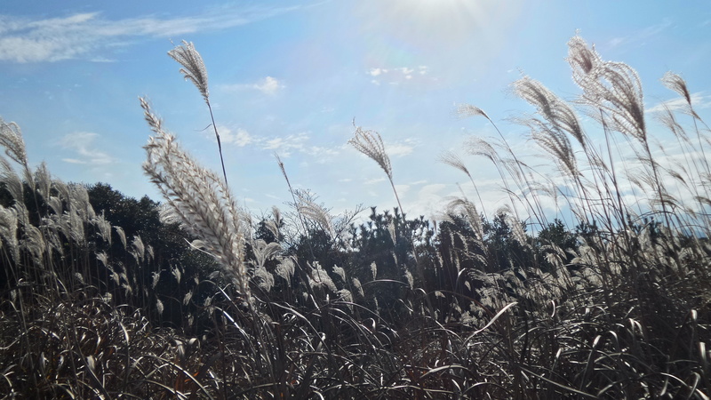 no people, crop, land, tranquil scene, agriculture, growth, environment, tranquility, cloud - sky, silver grass, close-up, sunlight, outdoors, 5K, scenics - nature