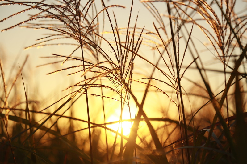 selective focus, tranquility, growth, focus on foreground, beauty in nature, reed, silver pool, grass, plants, land, desktop, walk, nature