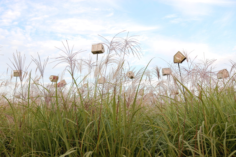 no people, plant, sky park, flowering plant, growth, flower, nature, outdoors, environment, day, artwork, landscape, 5K, tranquility, sky, land, silver grass
