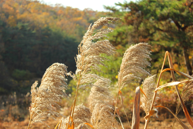 walk, reed - grass family, 2K, sunlight, autumn, in autumn, green color, outdoors, plants, fragility, grass, growth, pool, scenery, silver grass, field