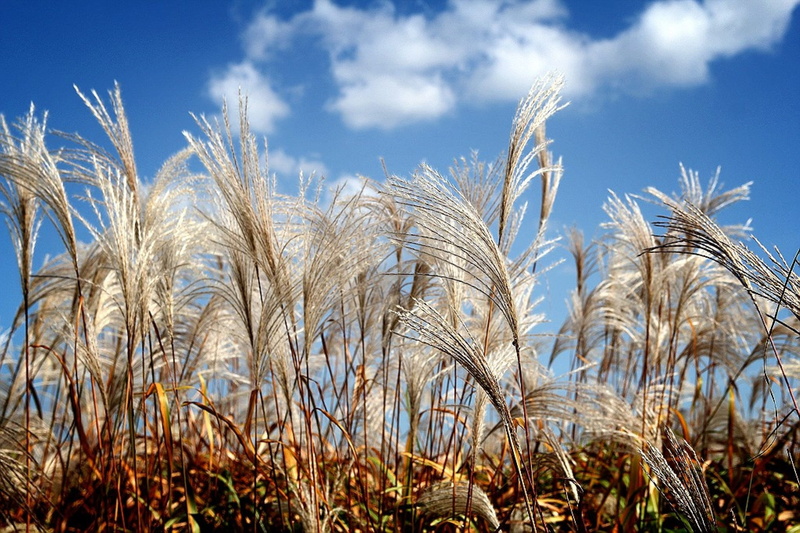nature, 1080P, silver pool, cloud, field, plant, autumn sky, cloud - sky, cereal plant, your efforts, rural scene, day, land, sky, agriculture, crop, growth