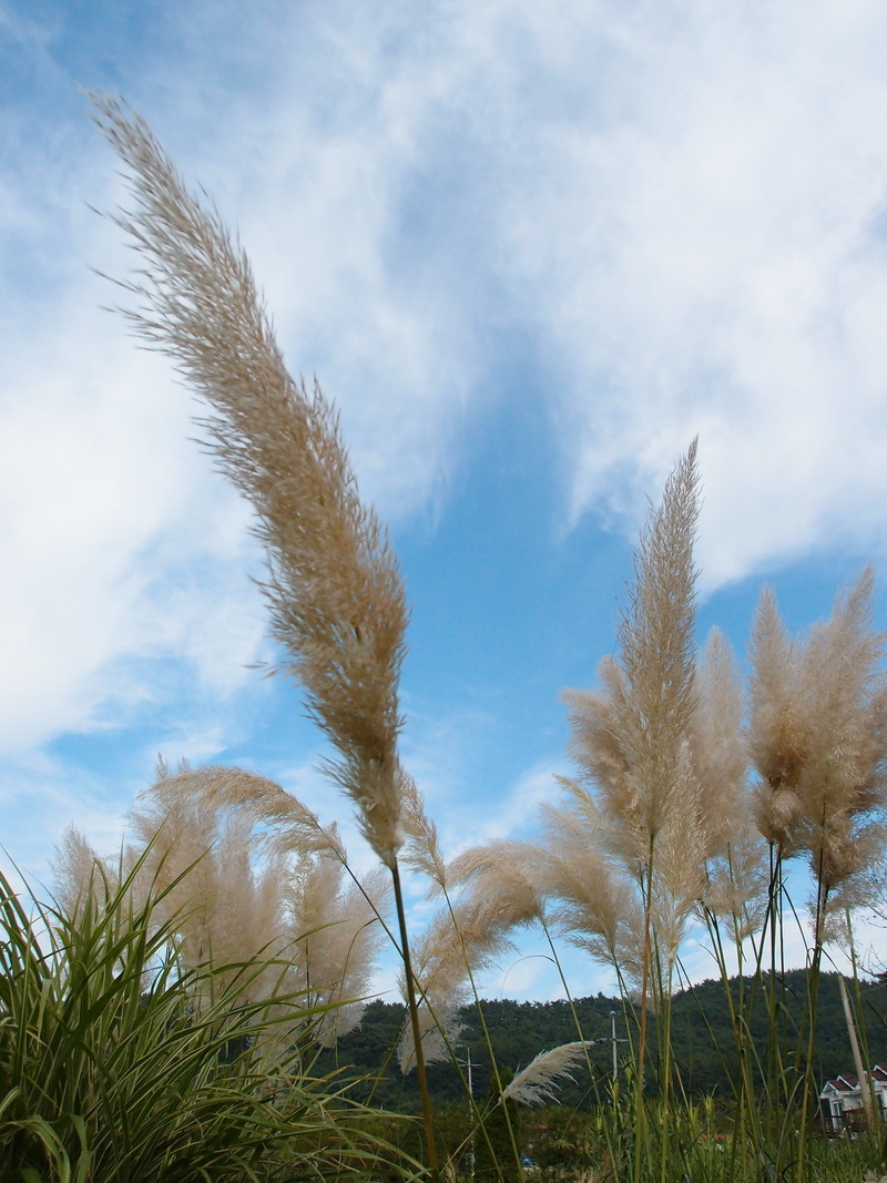 tranquility, plants, beauty in nature, scenics - nature, 2K, plant, tranquil scene, grass, low angle view, day, cloud - sky, silver pool, autumn, timothy grass