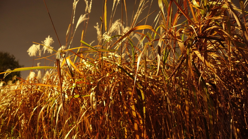 5K, night, rural scene, agriculture, reed, focus on foreground, land, growth, sky, no people, tranquility, crop, silver grass, beauty in nature, park