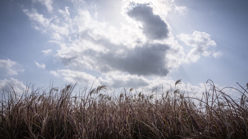 low angle view, nature, landscape, tranquility, solar, autumn, plants, tranquil scene, 4K, silver pool, sea, silver grass, plant, outdoors, timothy grass