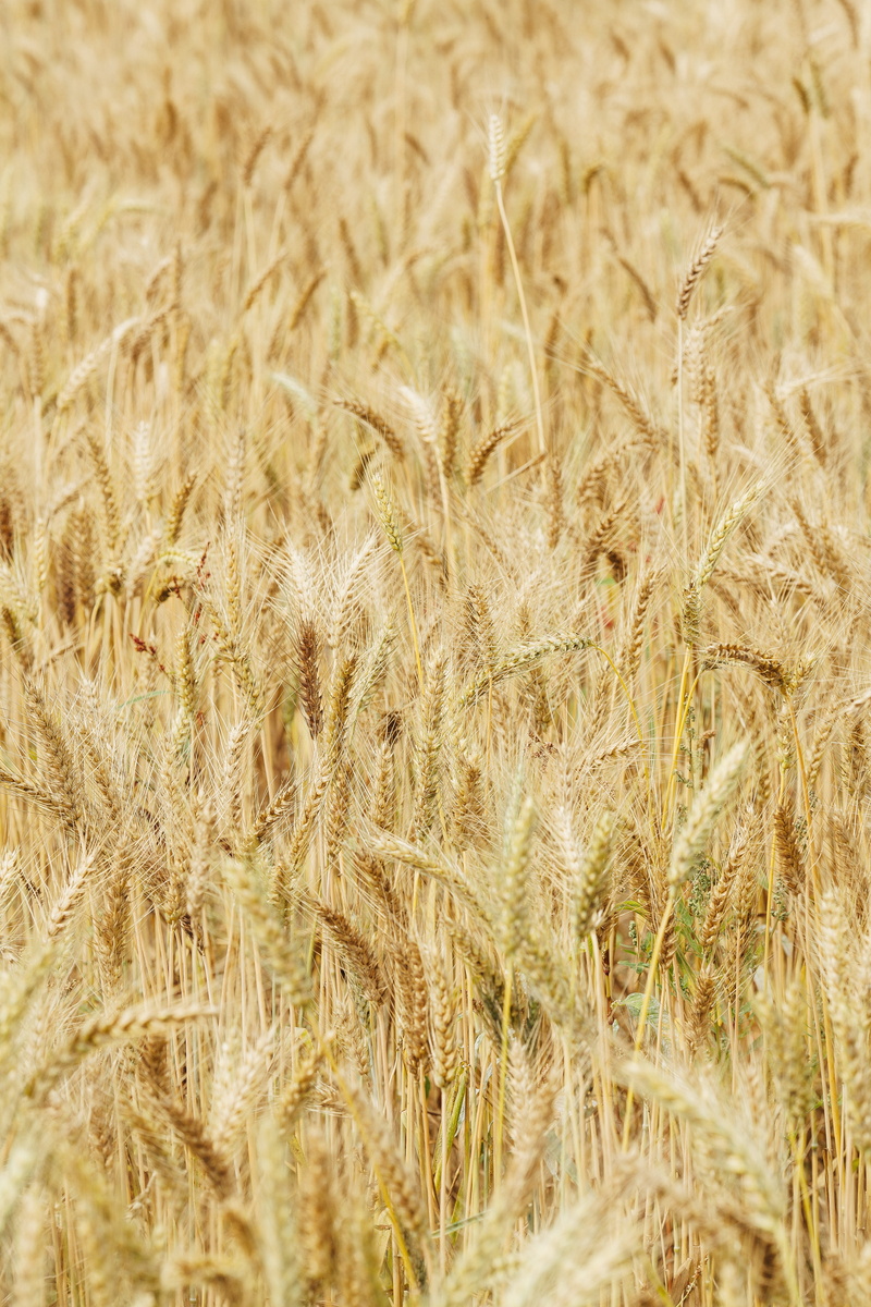 landscape, backgrounds, no people, cereal plant, land, crop, growth, tranquility, outdoors, gold colored, environment, mai tian, full frame, agriculture