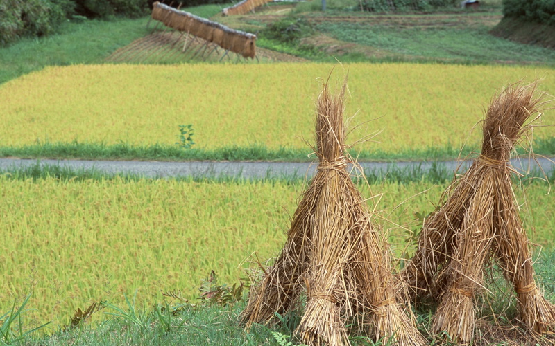 wheat, no people, plant, hays, asia, backgrounds, summer, grass, nature, field, thailand, animal, farm, green color, two, ripe, autumn, growth, non-Urban Scene