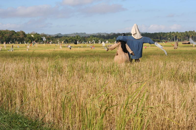 landscape, rural scene, farmer, Boggle, people, Straw Man, human arm, outdoors, sky, Scarecrow, grass, Bogle, nature, land, tree, farm, adult, plant, group of people