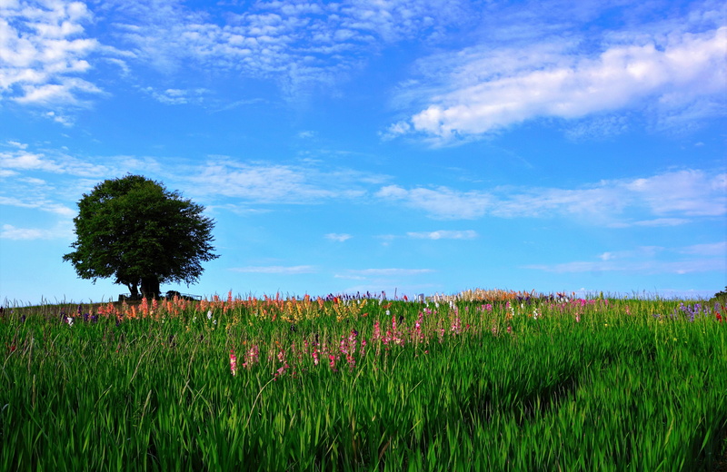 zollikon, blue, park, rural scene, view, spring, pasture, green color, flowerbed, nature, mood, vegan, hiking, tranquility, rest, plant, sky, green, village