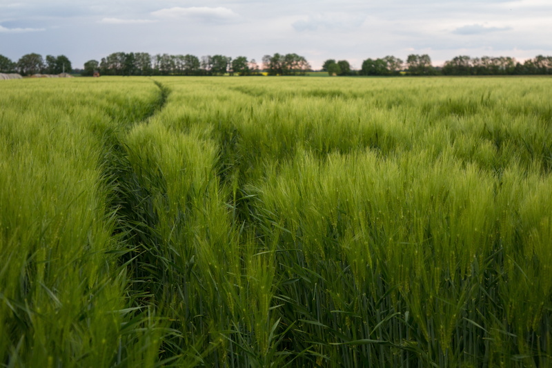 mature, field, beauty in nature, grain, dirt roads, blossom, grain fields, honor, summer, cereal plant, light, harvested, growth, outdoors, spring, agriculture