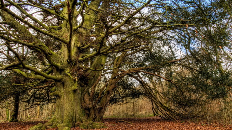beauty in nature, wood, outdoor, park, day, wilderness, land, oak, field, autumn, garden, tree, plant, forest, colorful, maple, natural, season, branches
