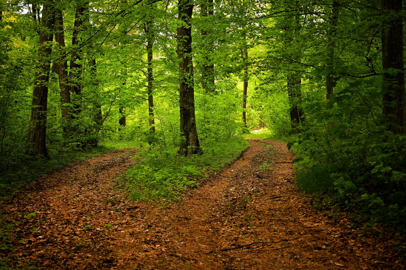 leaves, leaf, tranquility, outdoor, trail, the way forward, road, footpath, plant, trees, day, woodland, green, forest, land, beauty in nature, natural