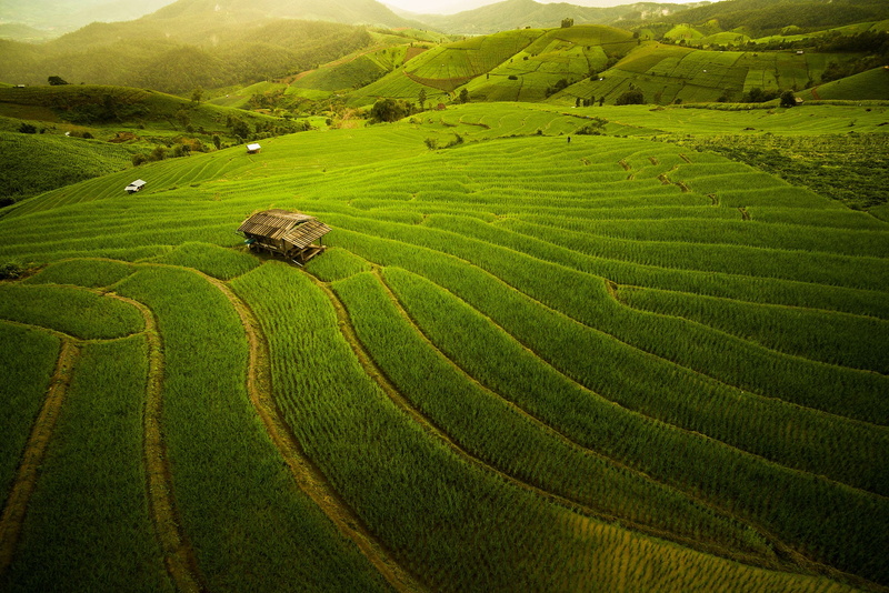 1080P, nature, field, alone, rice paddy, Thailand, hills, farm, house, landscape