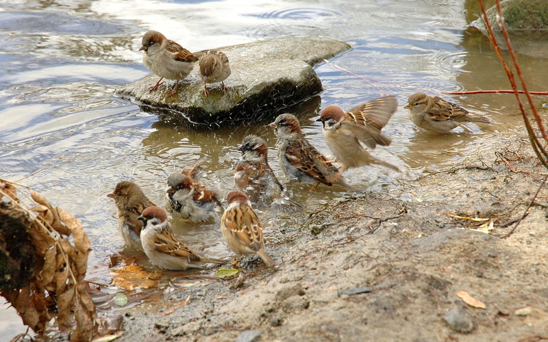 1080P, Waterside, Sparrows, preen, Group, Feathers