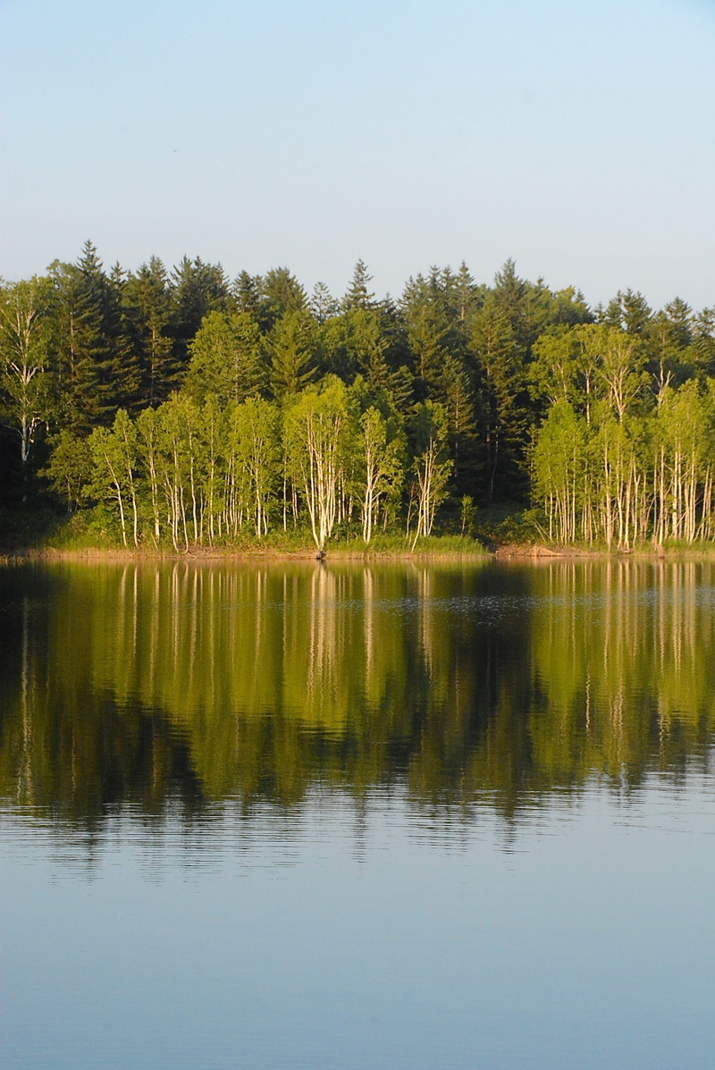 dam lake, tranquil scene, plant, non-urban scene, water, day, green color, lake shumarinai, any person not, waterfront, no people, growth, waters, hokkaido