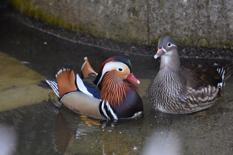 wild birds, mandarin, animal wildlife, duck, day, group of animals, wild animal, mandarin duck, animals in the wild, landscape, vertebrate, nature, pond