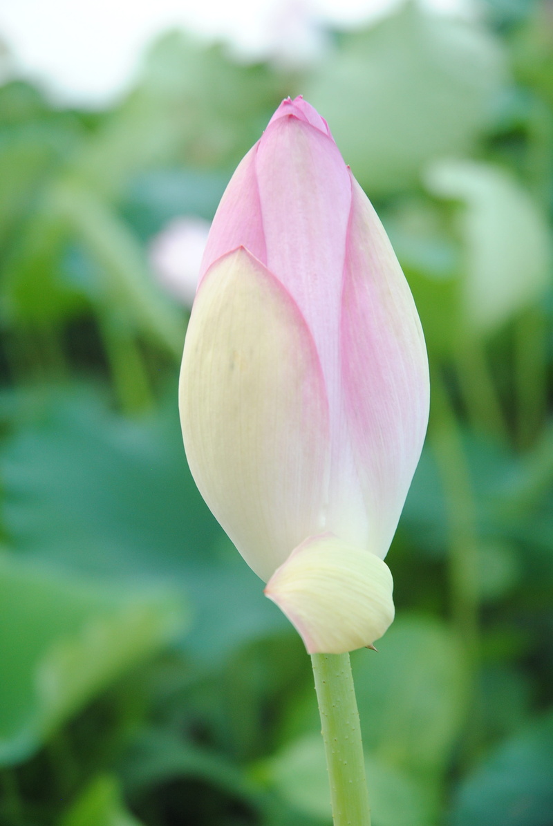 natural, pond, lotus water lily, waterside, june, pink color, day, focus on foreground, cocoon, japan, lotus, aquatic, freshness, fragility, flowers, lotus flower
