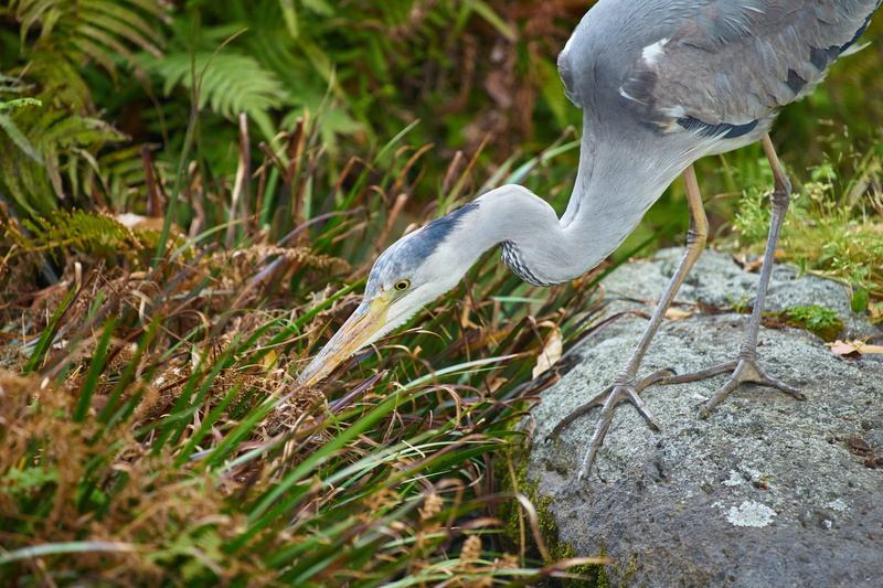animals in the wild, animal wildlife, beak, animal, plant, land, one animal, no people, waterside, day, vertebrate, hunt, outdoors, focus on foreground