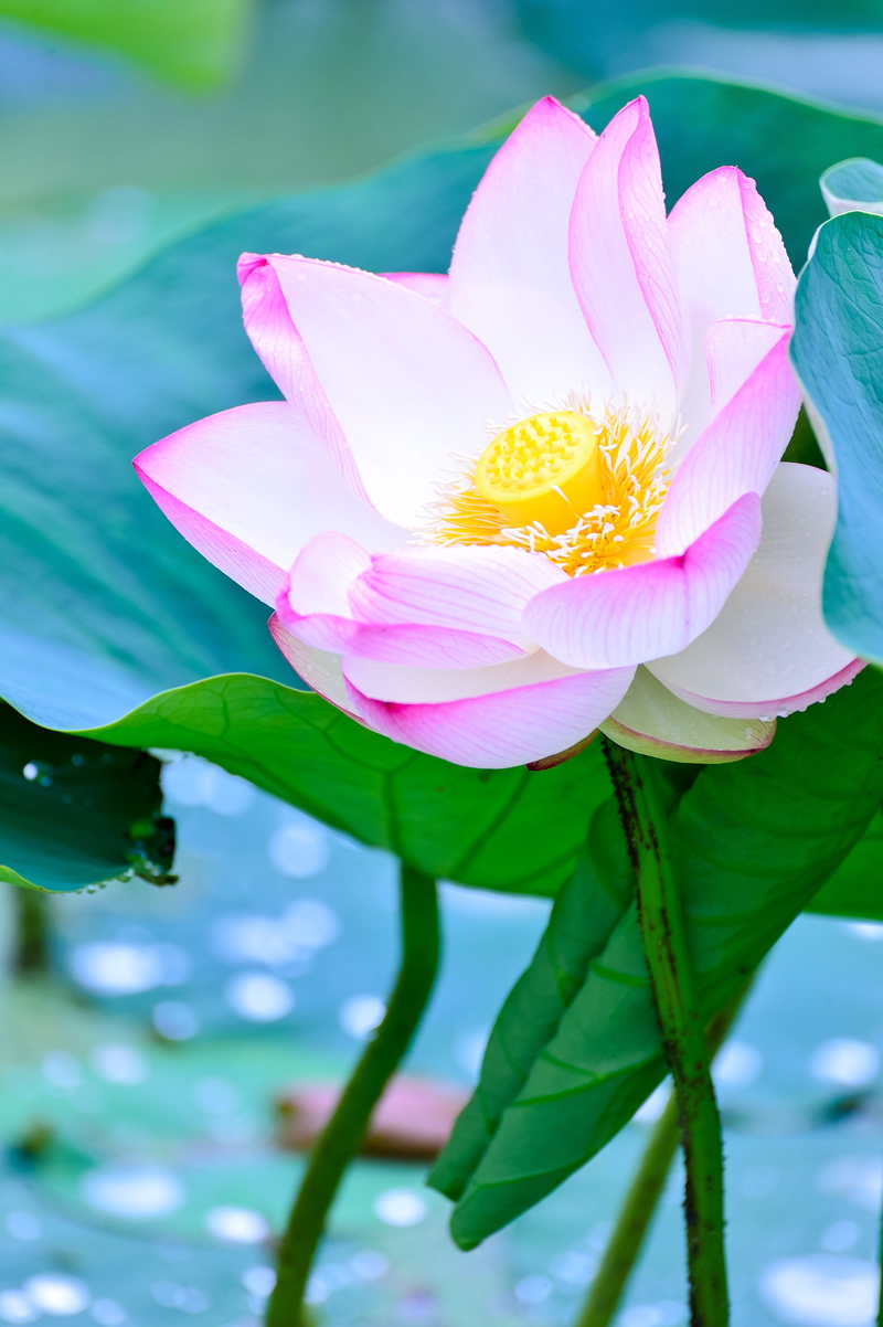 nature, 4K, focus on foreground, water lily, aquatic plant, flowering plant, close-up, pond, water, waterside, Natural, green, no people, Green, fragility
