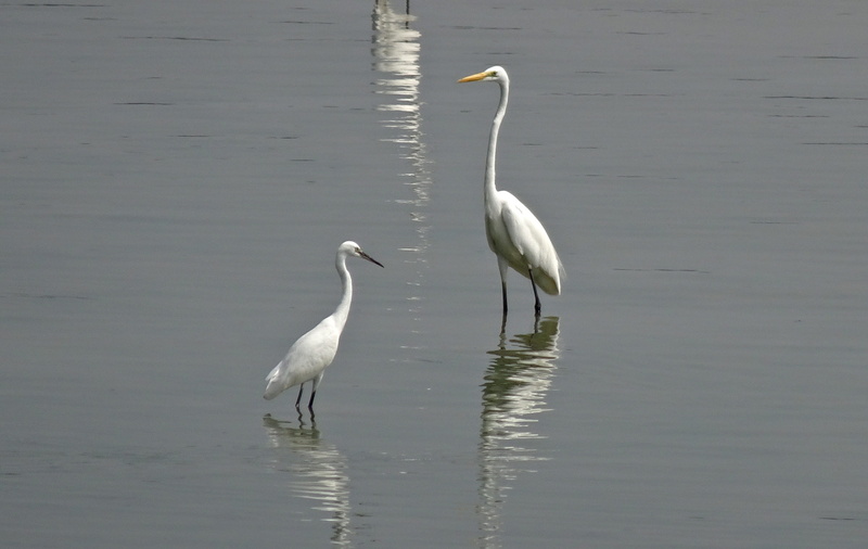 nature, beauty in nature, 2K, waterfront, animals in the wild, egret, wetland, india, reflection, animal wildlife, day, group of animals, water, no people