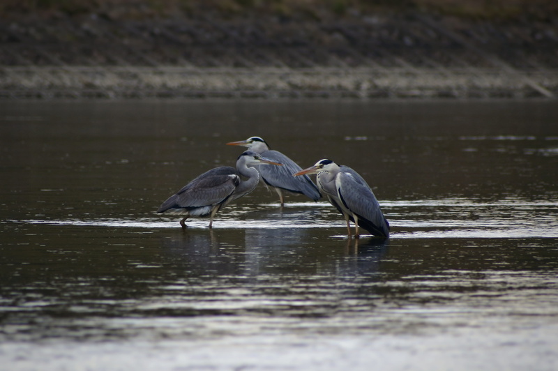 lake, natural, river, gray heron, group of animals, animal, day, water, heron, 4K, animal themes, bird, nature, zoology, vertebrate, waterfront, waterside