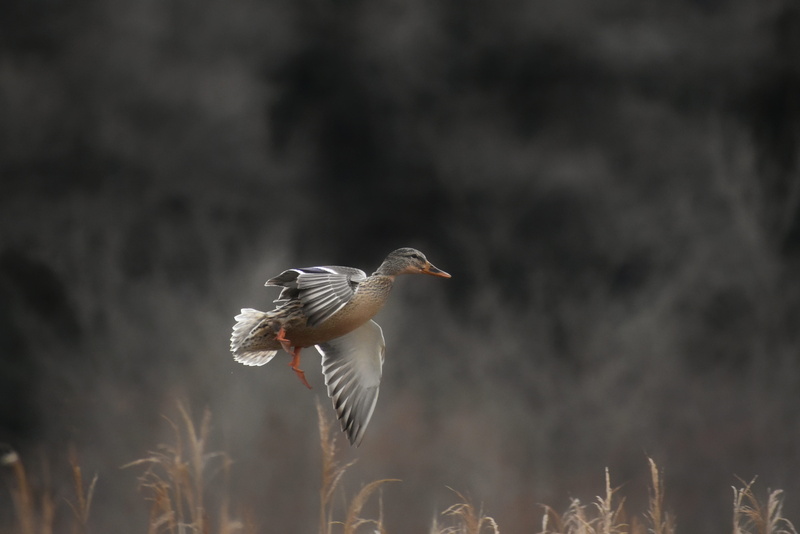 animal body part, animal, close-up, animal themes, mallard, mid-air, spread wings, vertebrate, 4K, nature, focus on foreground, grass, waterfowl, flight