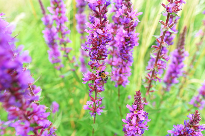 flowering plant, selective focus, beauty in nature, meadow, growth, freshness, wetland, outdoors, lyrthrum salicaria, bee, plant, garden, springtime, field