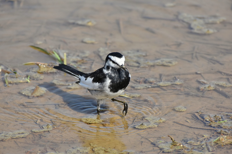 black color, vertebrate, one animal, high security level, land, animal wildlife, high angle view, nature, animal, wagtail department of, no people, focus on foreground