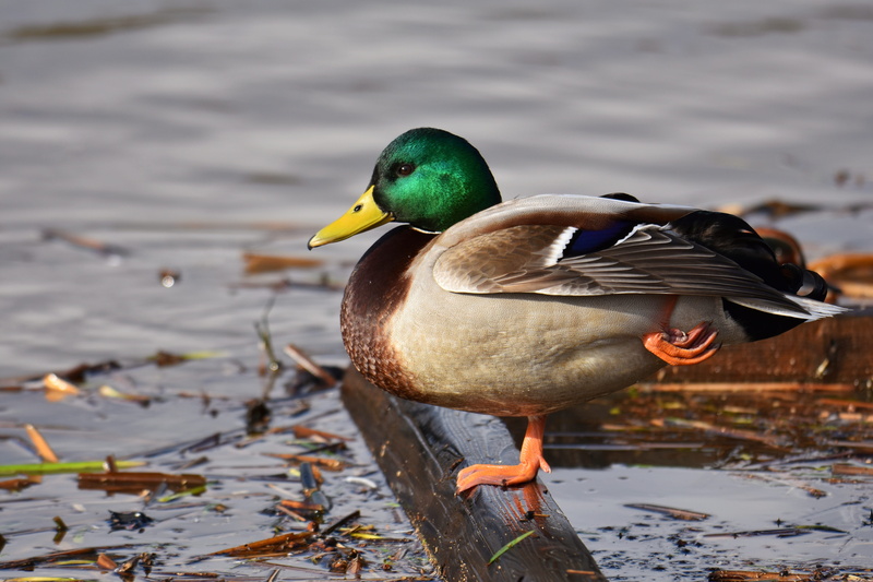 travel, waterfowl, animals in the wild, landscape, one animal, bird, 5K, mallard, animal themes, male animal, green, mandarin duck, natural, nature, outdoors