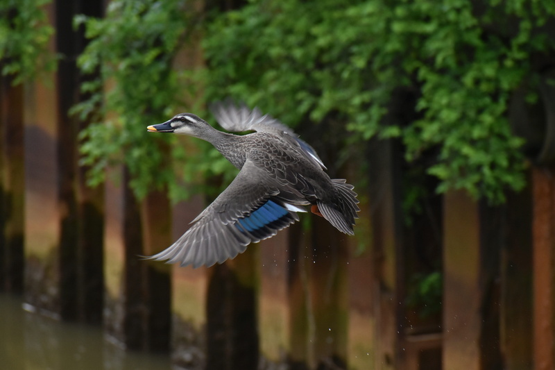 plant, duck, vertebrate, wild birds, mid-air, spot-billed duck, wild animal, flapping, feathers, heron, waterfowl, wings, focus on foreground, no people