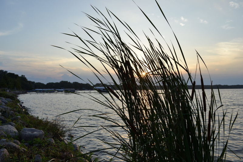sky, non-urban scene, lakeside, morning, 4K, sunset, grass, Cattails, vegetation, no people, tranquil scene, Waterside, swamp, scenics - nature, sea, Aquatic