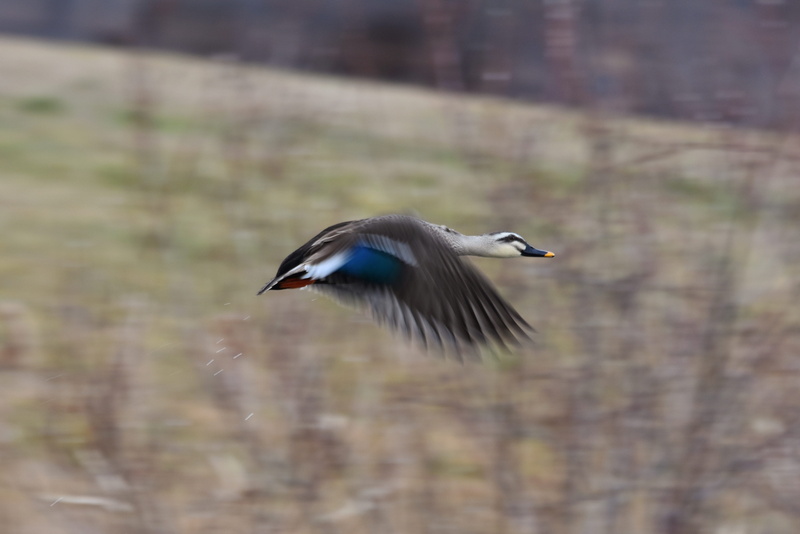 animal wildlife, flight, focus on foreground, landscape, full length, duck, seasonal, waterside, mild winter, river, vertebrate, animal, day, 5K, motion