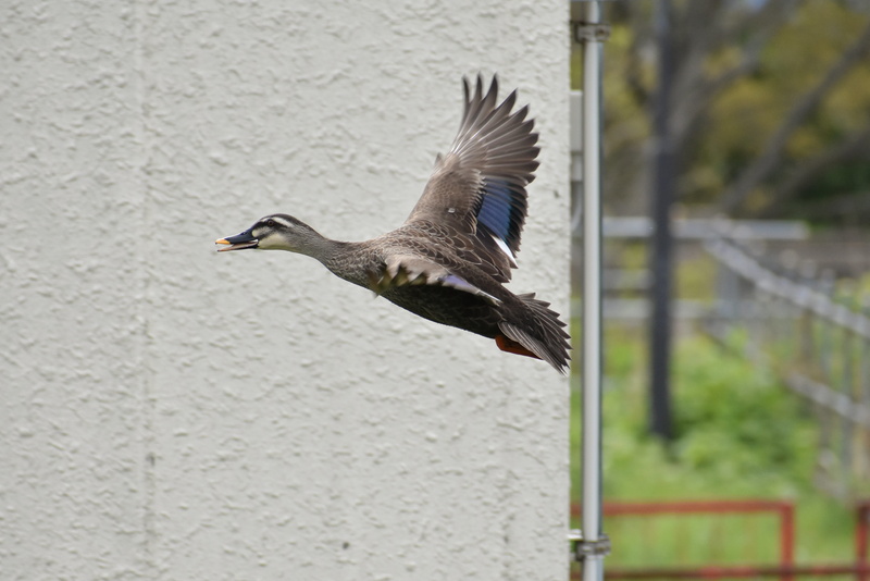 side view, no people, flying, nature, motion, focus on foreground, spot-billed duck, vertebrate, natural, mid-air, animals in the wild, animal, animal themes