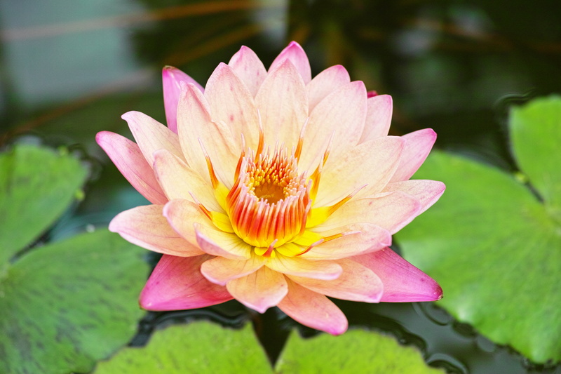 flower, flowering plant, floating on water, natural, petal, no people, 4K, inflorescence, flower head, vulnerability, leaf, water lily, waterside, outdoors