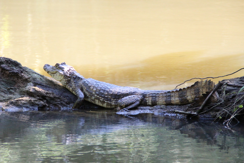 crocodile, reptile, animal themes, rock - object, 5K, animal, water, rock, reflection, vertebrate, costa rica, daytime, waterfront, one animal, nature