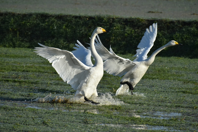 landing, outdoors, landscape, nature, flapping, animal themes, waterside, vertebrate, no people, video high chou, travel, fields, bird, the countryside