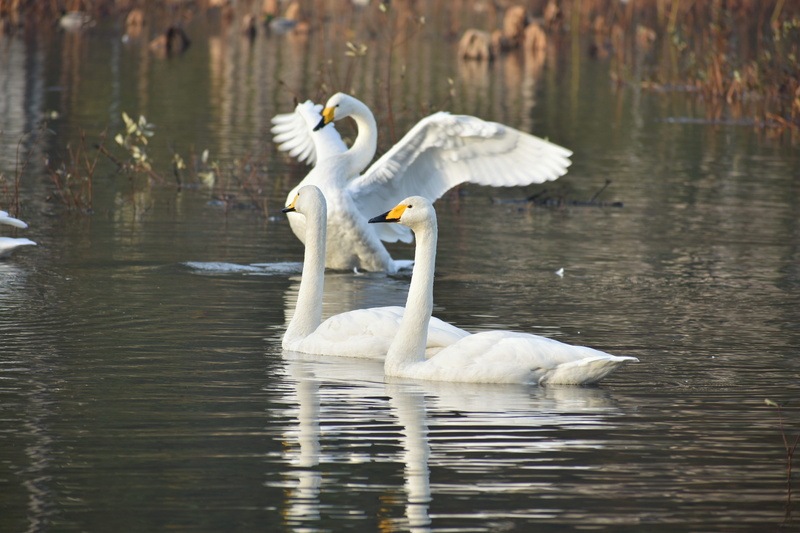 winter, day, animal wildlife, waterfront, travel, animals in the wild, fields, 5K, white color, floating on water, cygnet, wild animal, lake, wild birds
