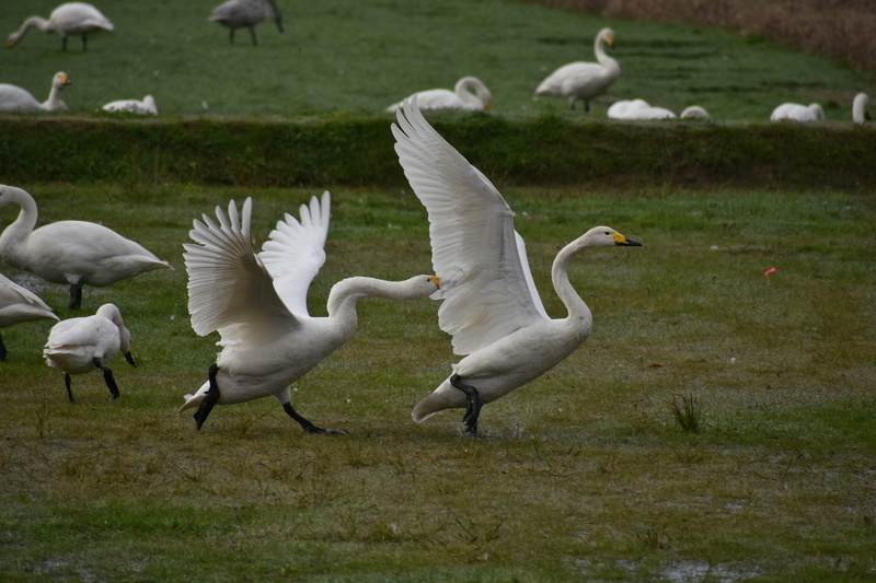 animals in the wild, video high chou, large group of animals, spread wings, group of animals, waterside, fields, plant, land, wild animal, winter, animal themes