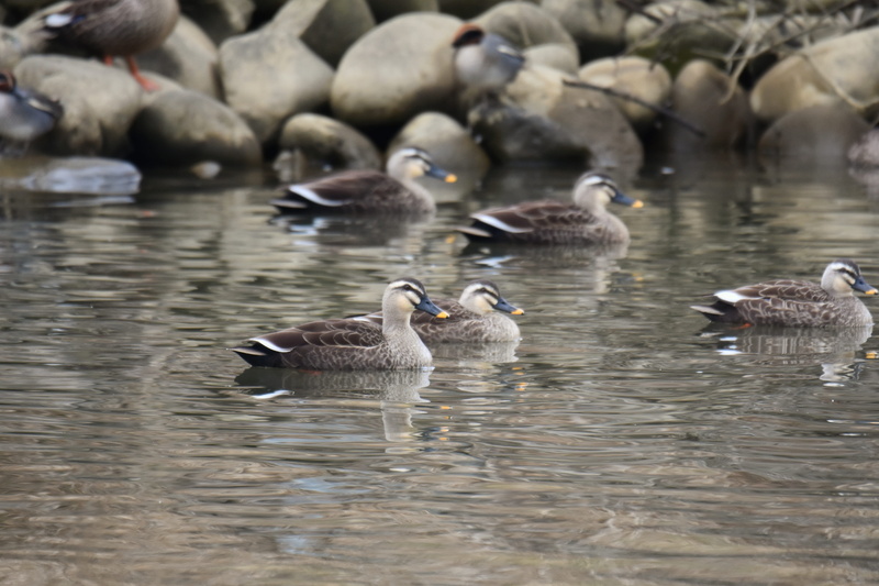 waterside, day, mild winter, beauty in nature, waterfront, animal themes, goose, animal, bird, large group of animals, 4K, swimming, natural, spot-billed duck