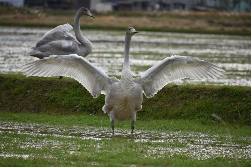 paddy field, animal, wings, vertebrate, landscape, focus on foreground, 5K, fields, group of animals, white color, no people, wild birds, day, travel