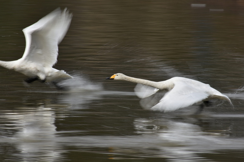 swimming, outdoors, spread wings, bird, vertebrate, water, wings, group of animals, reflection, winter, natural, day, no people, landscape, wild birds