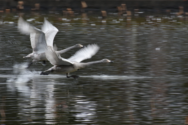 5K, winter, reflection, animals in the wild, animal, travel, waterfront, spread wings, animal themes, wings, bird, waterside, flight, water bird, nature
